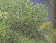 Vincent Van Gogh Lilacs (nn04) oil painting picture wholesale